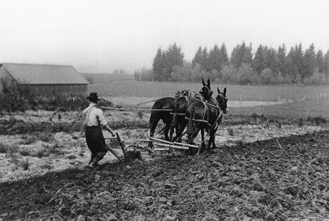 Image result for farm mule plow